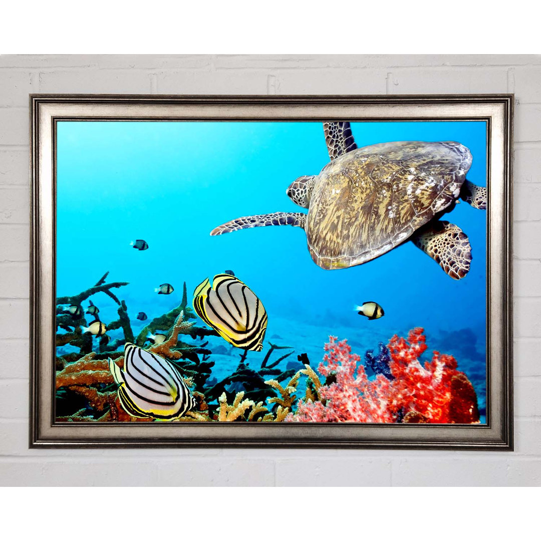 Gerahmtes Bild Underwater Turtle And Fish