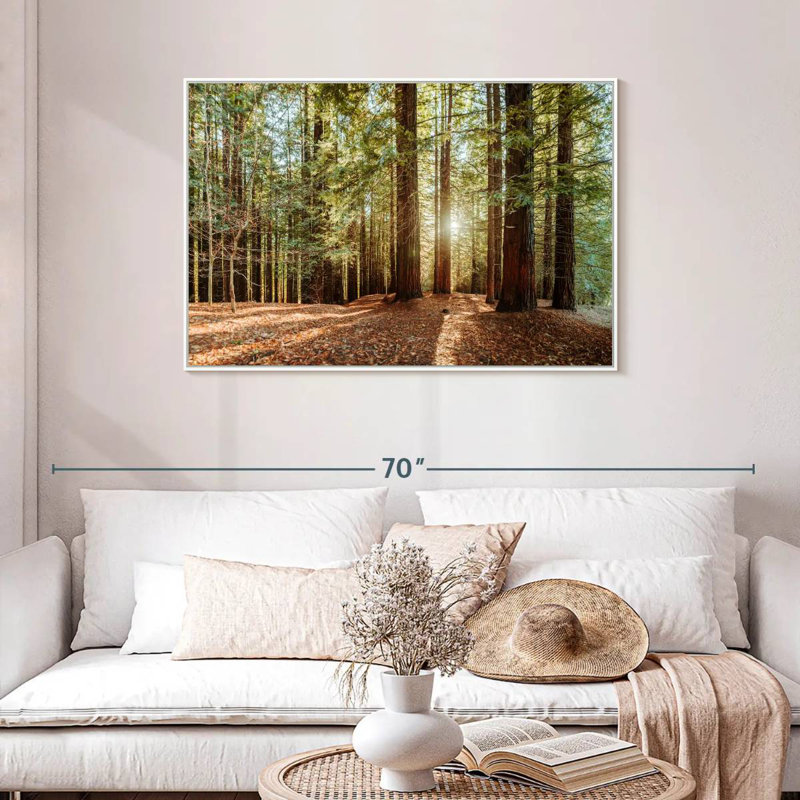 Redwood With Sun Rays, Floating Frame White, 43" X 29"