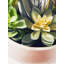 24cm Faux Succulent in Ceramic Pot