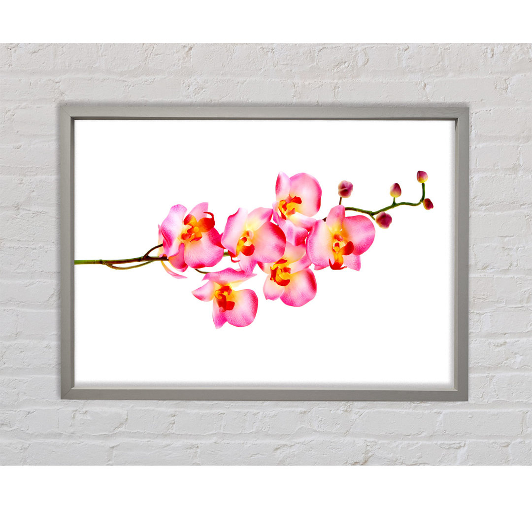 Orchid Stem Beauty - Einzelner Bilderrahmen Kunstdrucke auf Leinwand