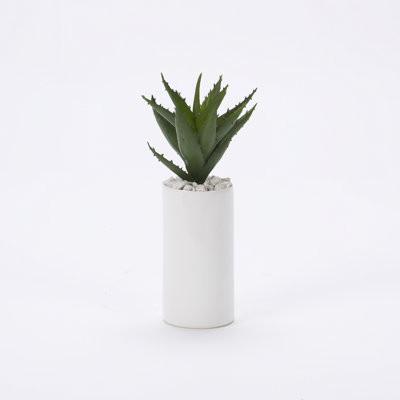 Plante Spoey Aloe dans un grand cylindre