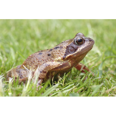 Grenouille commune - photographie sur toile tendue