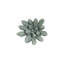 Compactum Succulent Wall Art-191860760