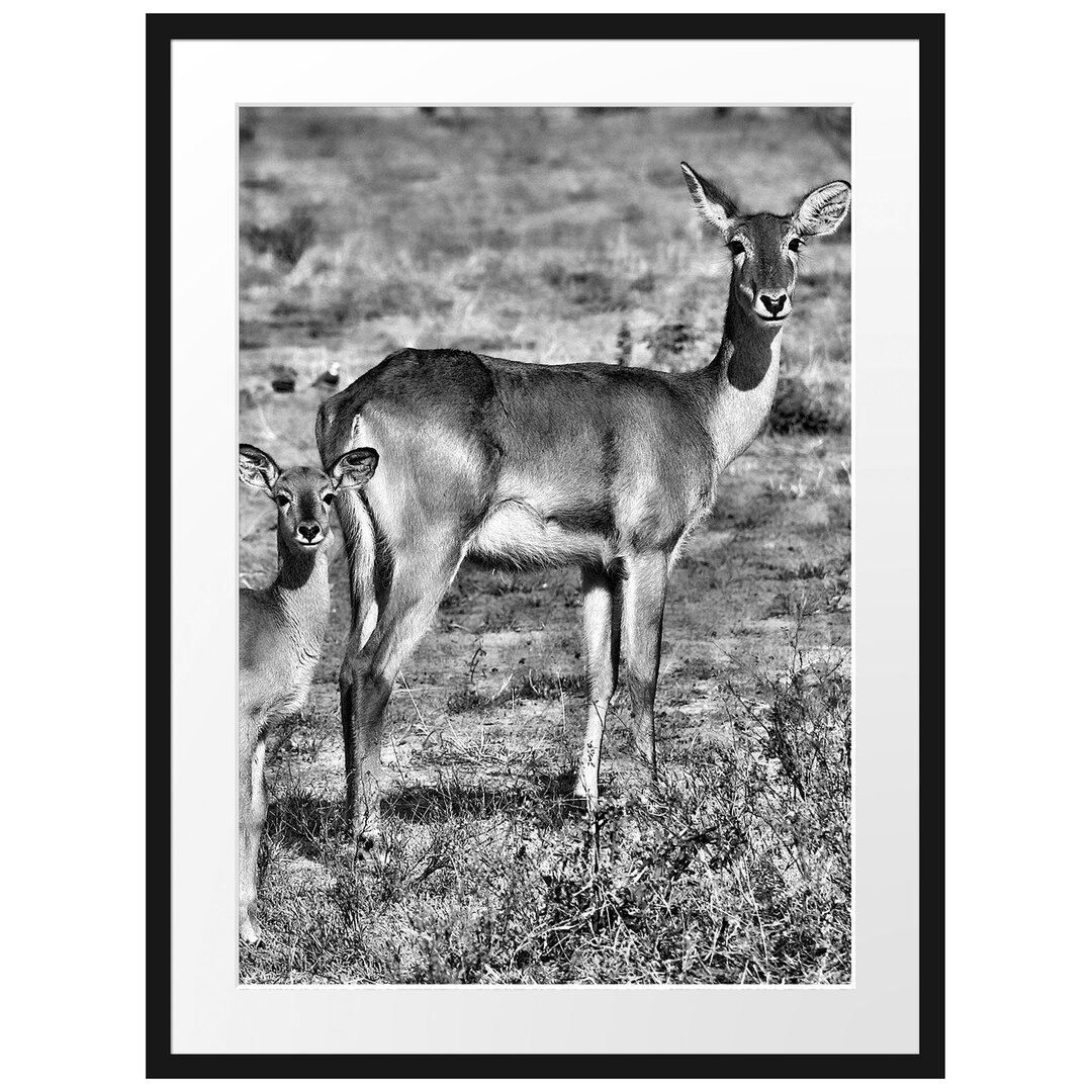 Gerahmtes Poster Indische Gazelle mit Jungtier