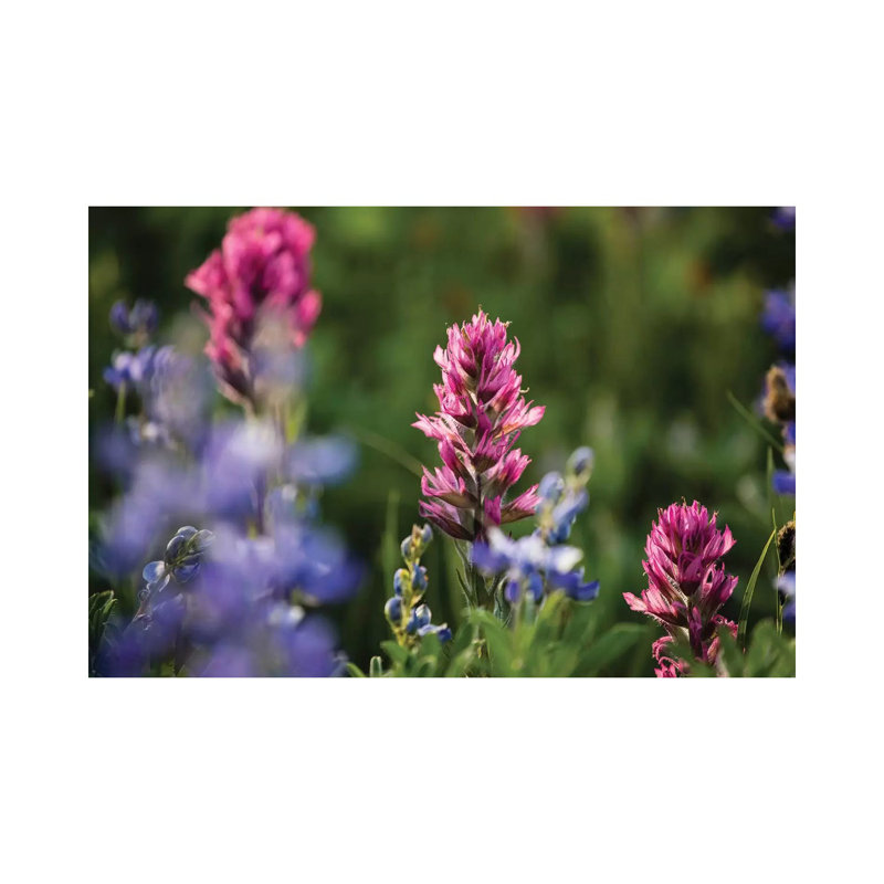 Close-Up of Wildflowers, Mount Rainier National Park, Washington State, USA V 1 Piece Wrapped Canvas Wall Art