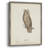 Scops Eared Owl Framed Print - Solid Wood-20462503