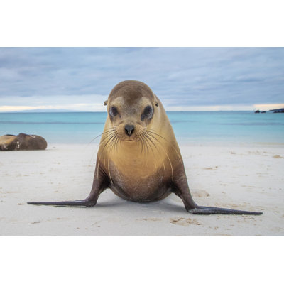 Closeup Of Sea Lion 1 Piece Wrapped Canvas Wall Art