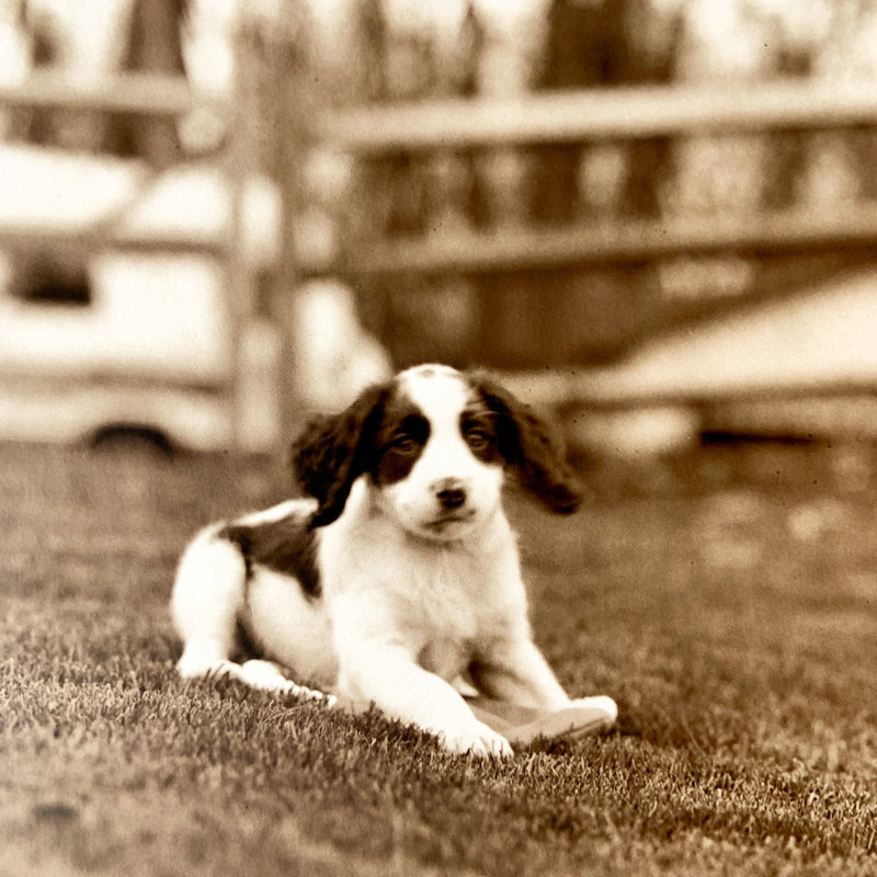 Springer Spaniel Puppy by Bgwalker - Wrapped Canvas Print, 91cm H x 91cm W x 3.8cm D