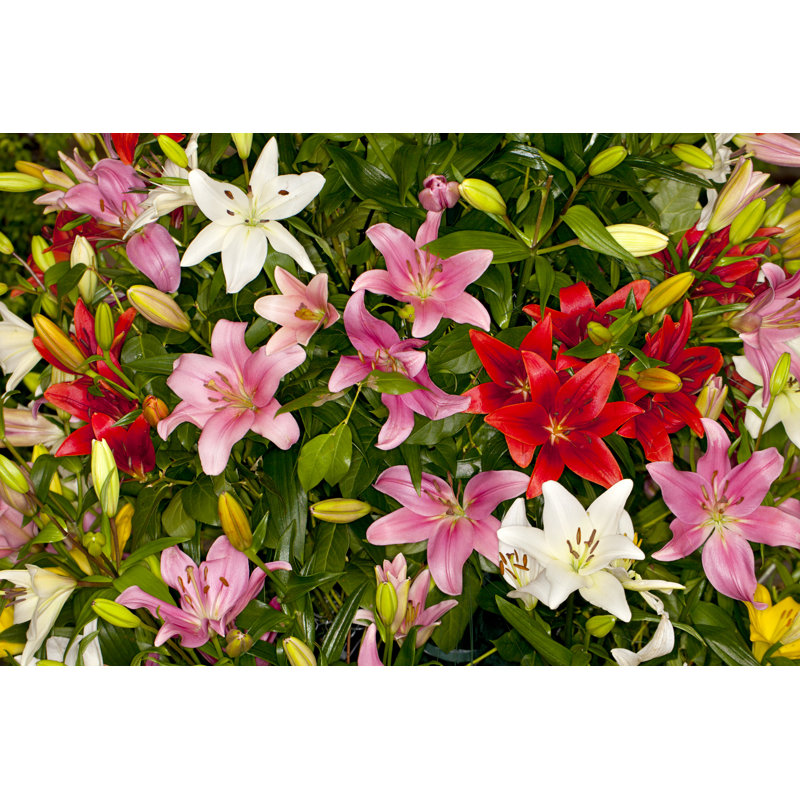 Asiatic Lilies Flower - Wrapped Canvas Print, 20cm H x 30cm W