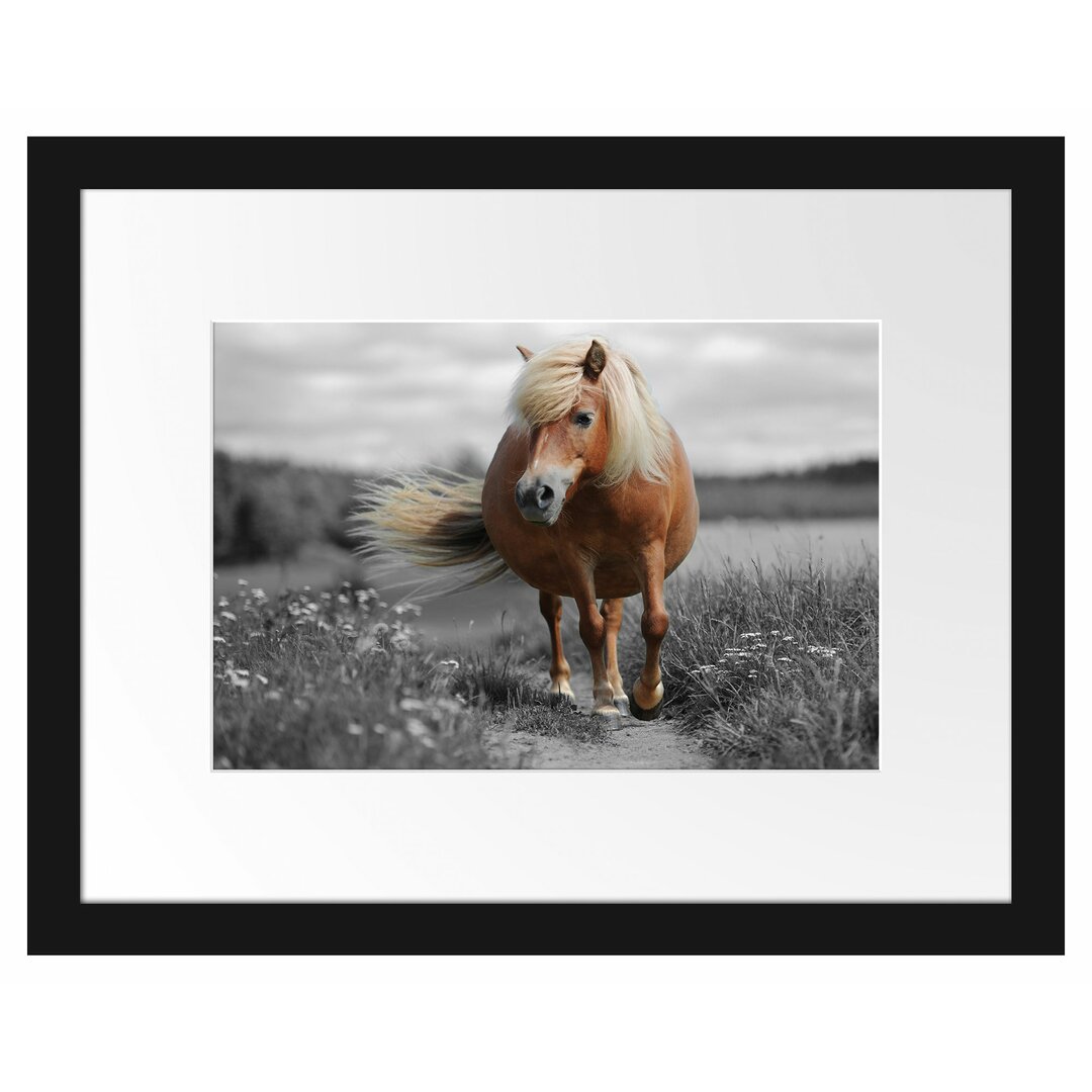 Gerahmtes Poster Shetlandpony auf der Wiese