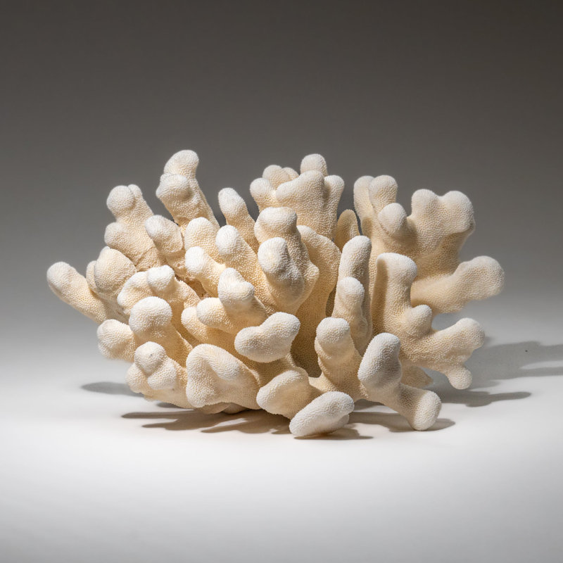 Genuine White Cat's Paw Coral (5.5 Lbs)