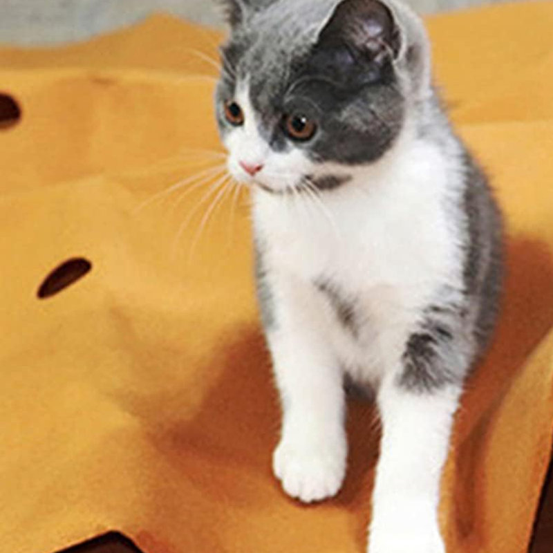 Tunnel pour chat pour chat d'intérieur
