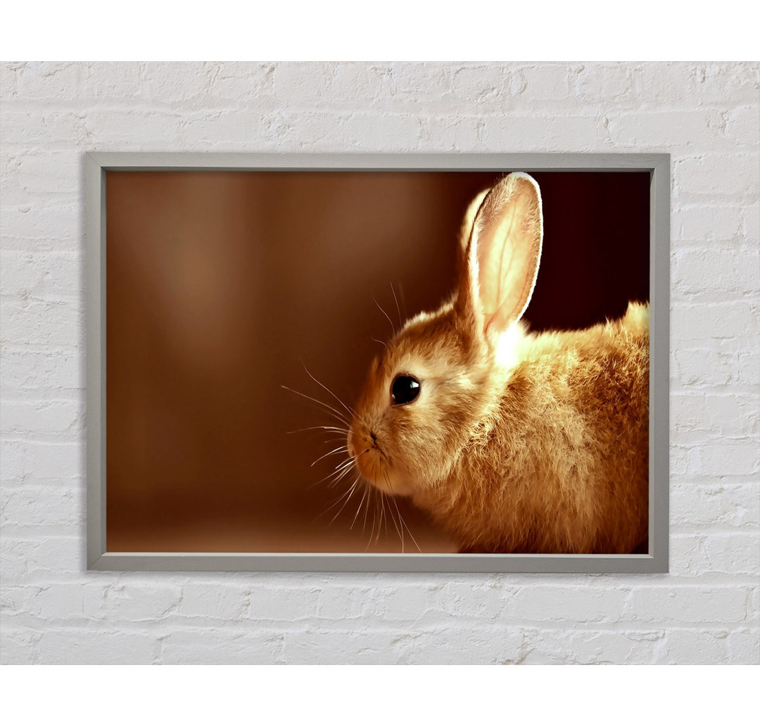 Bunny Whiskers - Einzelner Bilderrahmen Kunstdrucke auf Leinwand