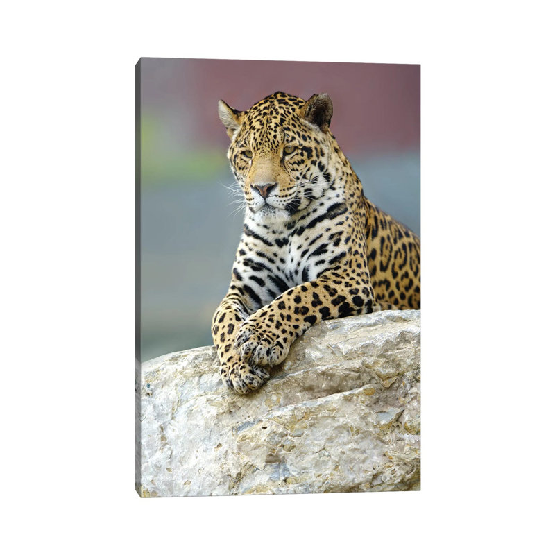 Jaguar III by Goran Anastasovski - Wrapped Canvas Print, 30.48 cm H x 45.72 cm W