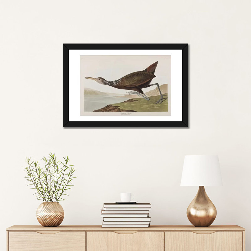 « scolopaceus courlan », impression sur toile, Papier d'art encadré noir, Blanc, H 16 po x l 24 po x P 1 po