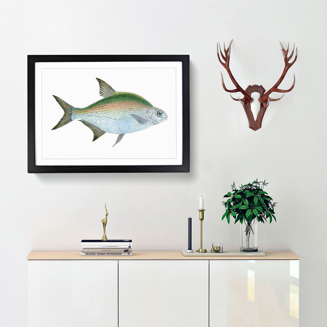 Bream Fish by Edward Donovan - Framed Print