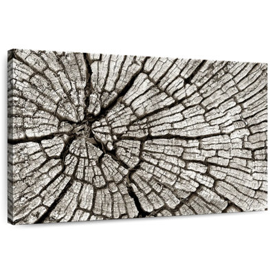 Souche d'arbre Alvord