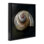 Cadre flottant Swirled Seashell Sea Treasure, design par Mary Sparrow