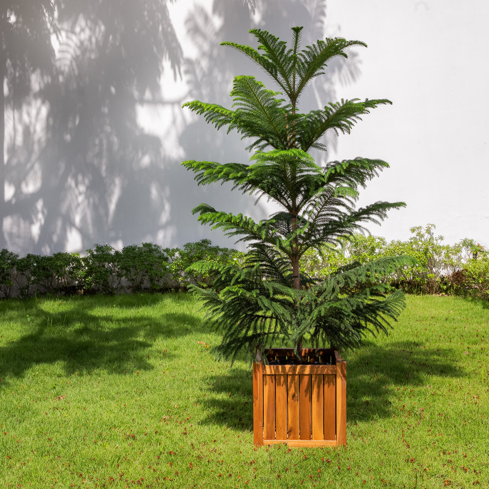 Morry 14" Acacia Wood Planter Box, Brown