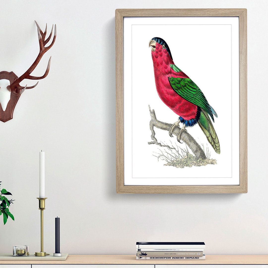 Crimson Parakeet by George Shaw - Framed Print