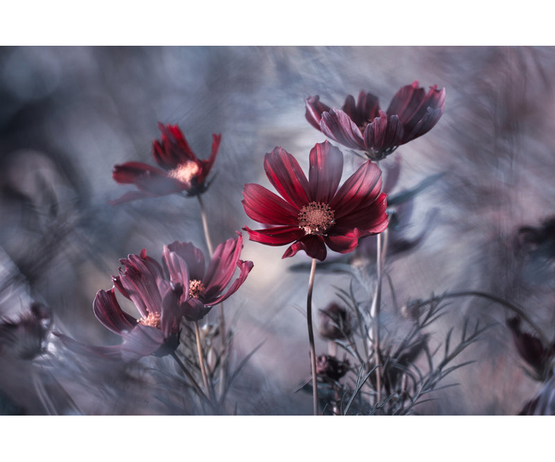 Wrapped Canvas Print, 50.8 cm H x 76.2 cm W