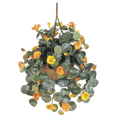 Nasturtium Hanging Basket Arrangement in Basket