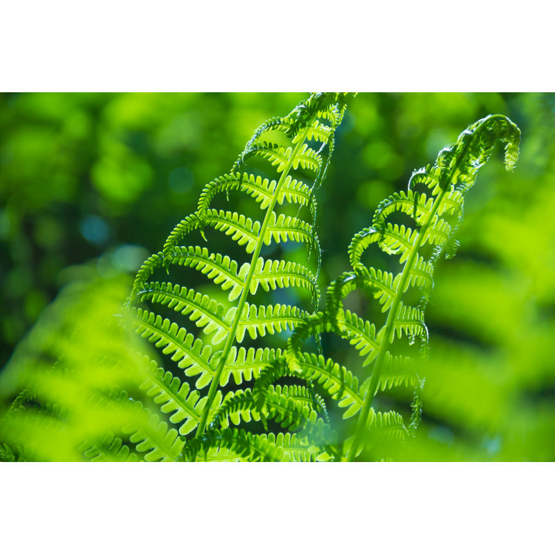Spring Bright Green Fern by Liusol - Wrapped Canvas Print, 51cm H x 76cm W x 3.8cm D