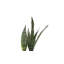 Live Zeylancia Snake Plant in Classic Pot-49662181