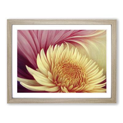 Extravagant Chrysanthemum Flower - Single Picture Frame Print