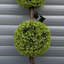Faux Boxwood Topiary in Pot Liner-112376040