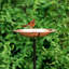 Bain d’oiseaux Heenan Garden