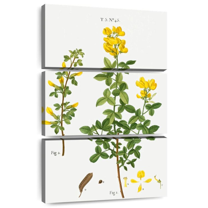 Cytisus cytisus biflorus Keiri, H 45 po x l 28 po