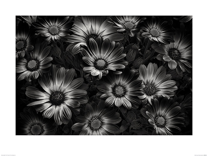 Print on Canvas, Paper