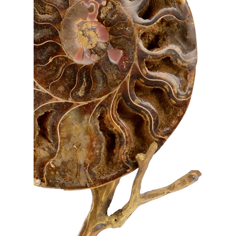 Ammonoidea Figurine, 14.25'' H x 5'' W x 3'' D