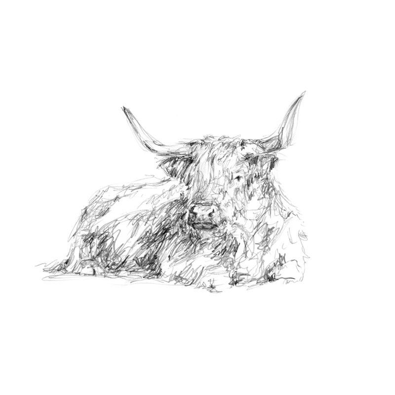 Highland Cattle Sketch I - Print, 81 cm H x 122 cm W, Black Floater Frame