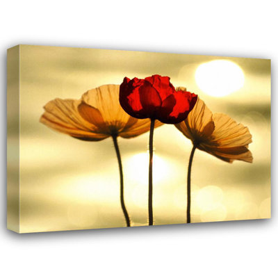 Coquelicots islandais