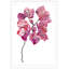 Pink Bougainvillea 1 Print by Nathan Turner