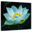 Harnek Lotus at Dawn-109216539