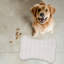 Tapis d'alimentation rose 1 pièce