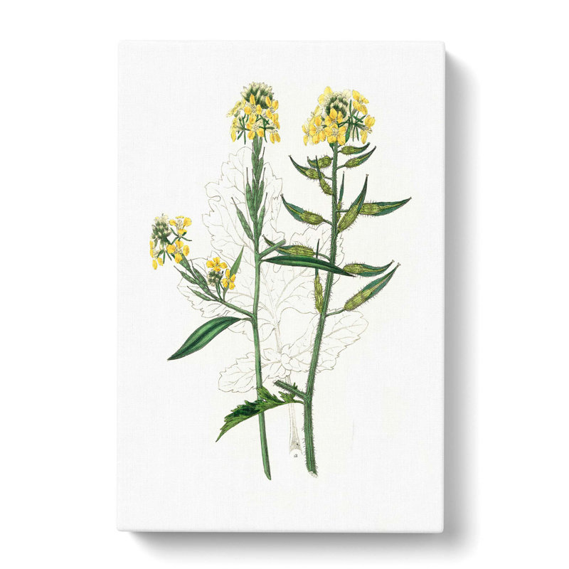 Mustard Flowers Illustration - Wrapped Canvas Painting, 76cm H x 50cm W x 3cm D