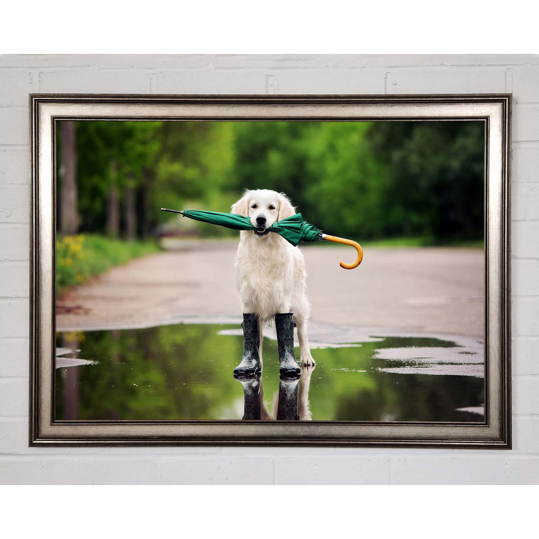 Gerahmtes Leinwandbild Hund bereit für einen Spaziergang im Regen