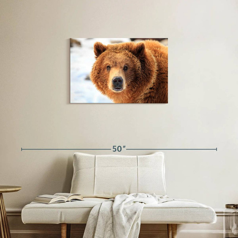 Regard d'ours grizzly, H 20 po x l 30 po