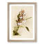 Magnolia Flowers Illustration Tab. 73 by Frederick Sander - Picture Frame Painting Print-55760263-55760268
