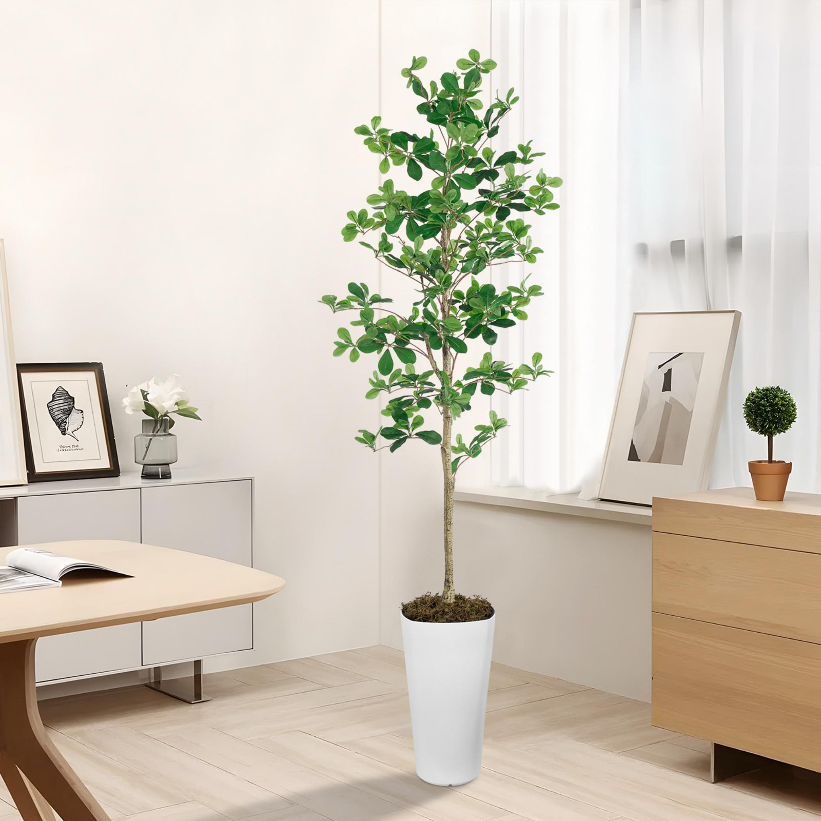 74" Eucalyptus Plant in Pot