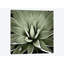 «Succulent III» par Mia Jensen - reproduction d'art sur toile tendue-29174045-72806540-72806538