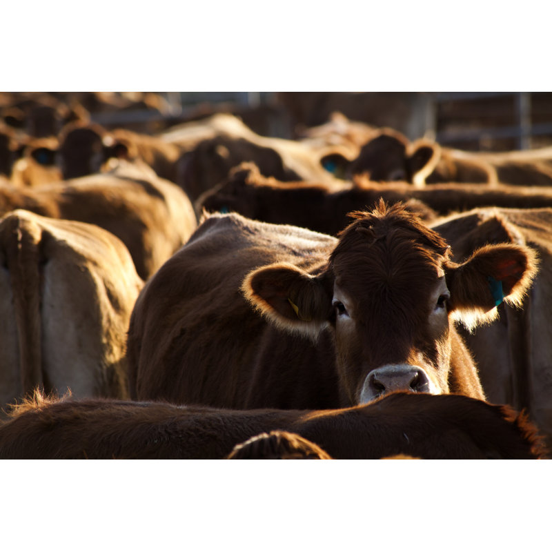 Troupeau de vaches à la ferme en attente d'alimentation - Photographie sur toile tendue, H 20 po x l 30 po