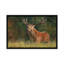 " Red Deer Stag " by David Stribbling-33109748-72410543-72410544