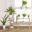 Support pour plante en bambou d'intérieur
