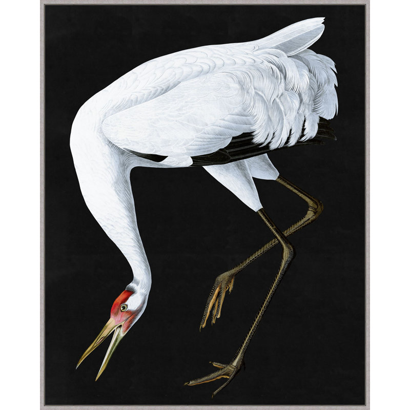 Grand Audubon 2 Print by Thom Filicia