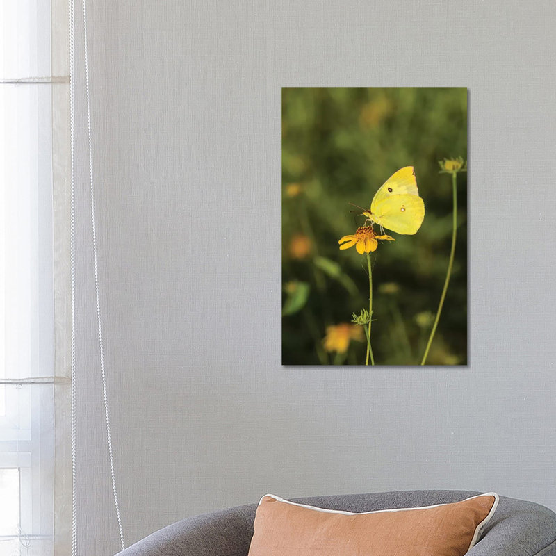 Southern Dogface (Colias Cesonia) Butterfly Feeding by Larry Ditto - Wrapped Canvas Print